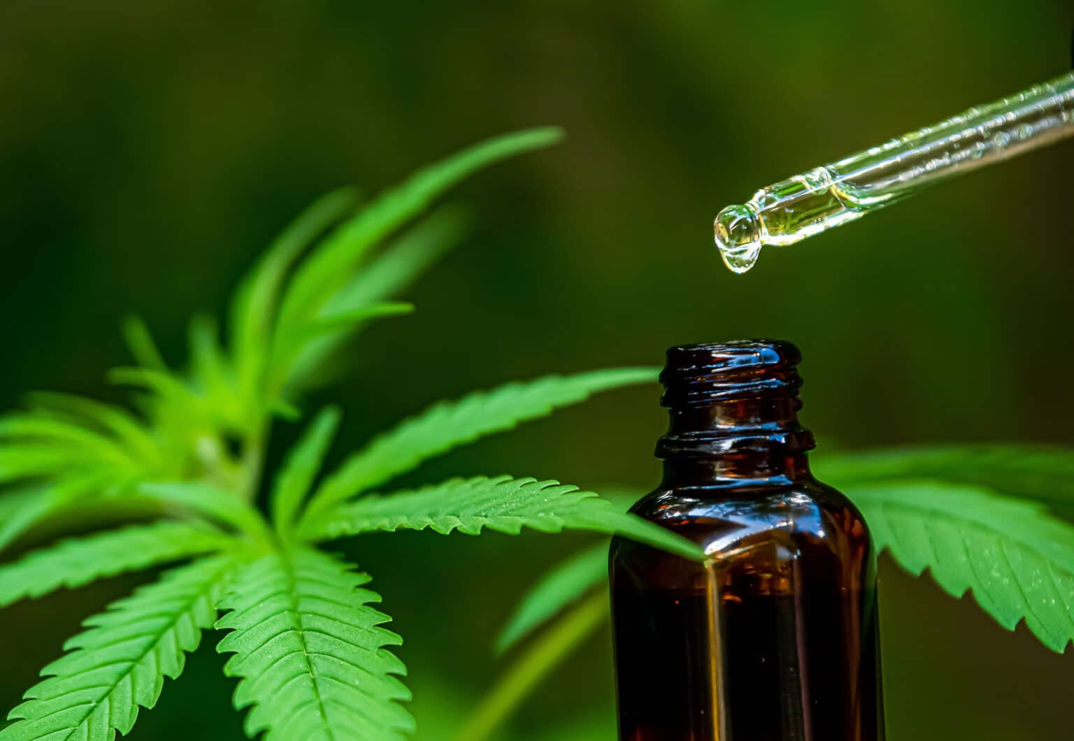 Óleo CBD 1000mg Raízes da Terra